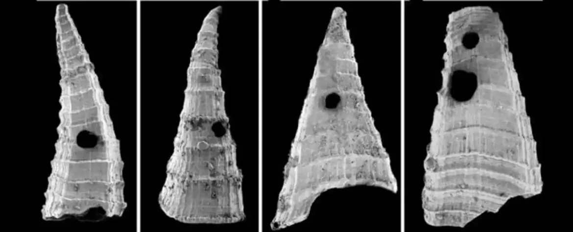 Najraniji sukob predatora i plena: Ključni moment evolucije otkriven u fosilima